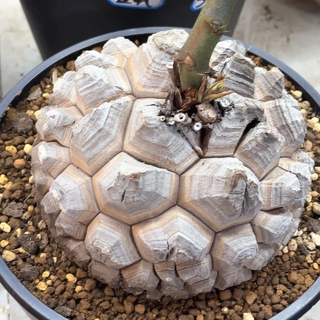 潮流植物精品剑甲南非龟，14公分