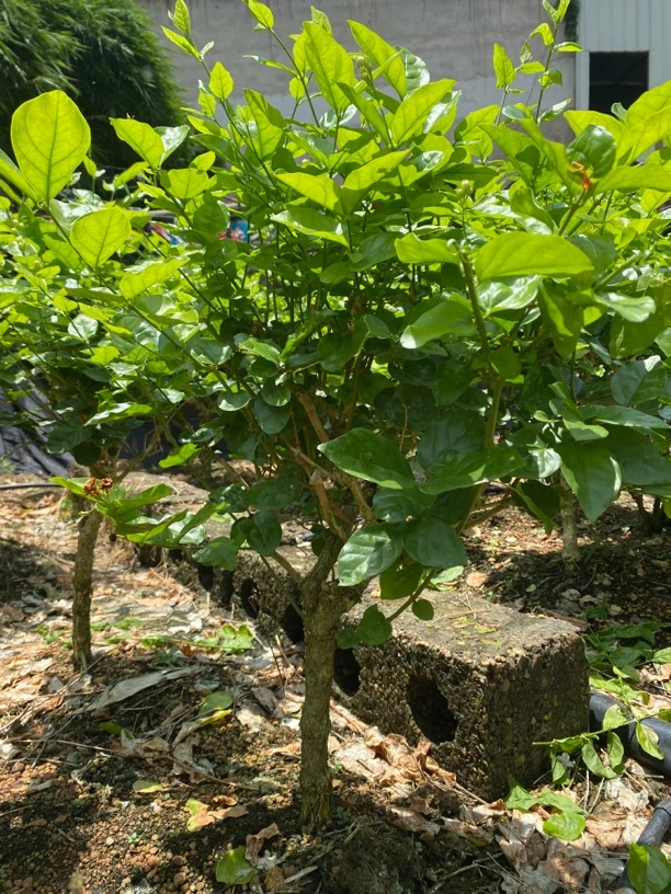 横县重瓣香水茉莉花，盆栽老桩茉莉花