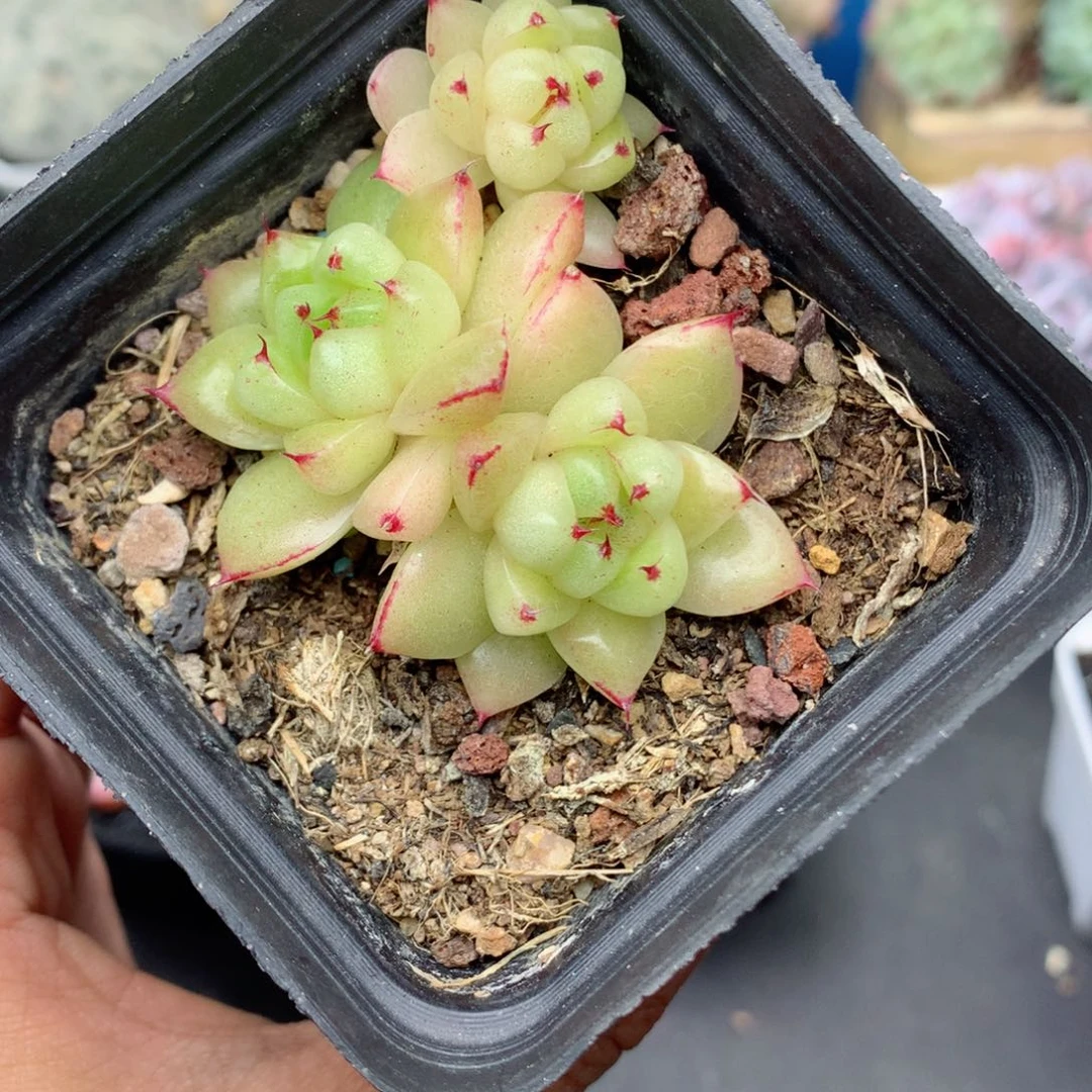 58包邮 群生不包整55