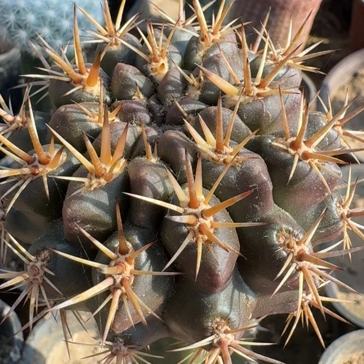 吼熊丸6666666666666