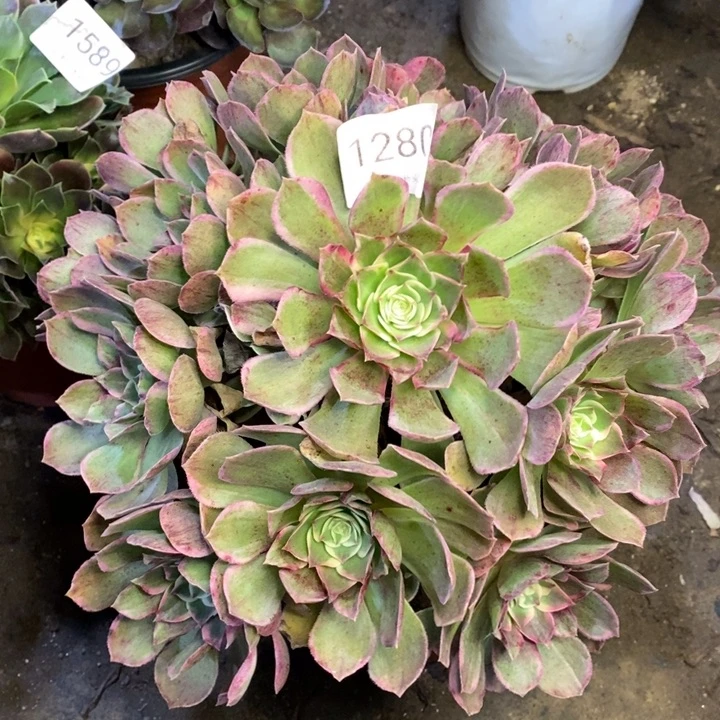 孔雀翎多肉断头不包1280