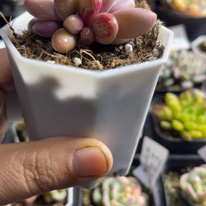 糖果拉丝锦多肉植物681