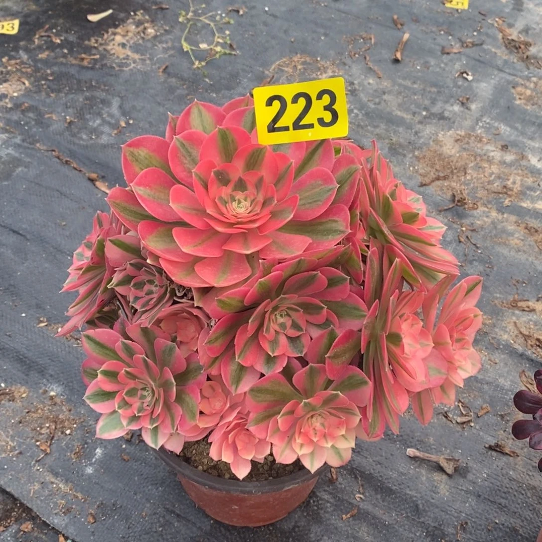 粉女巫多肉法师223