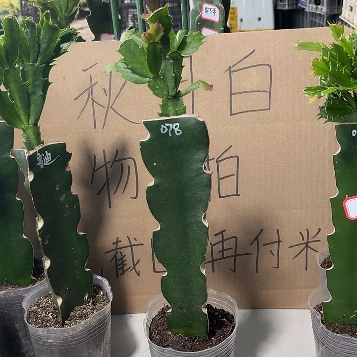 农***果当前无花朵，栽培后可花朵078
