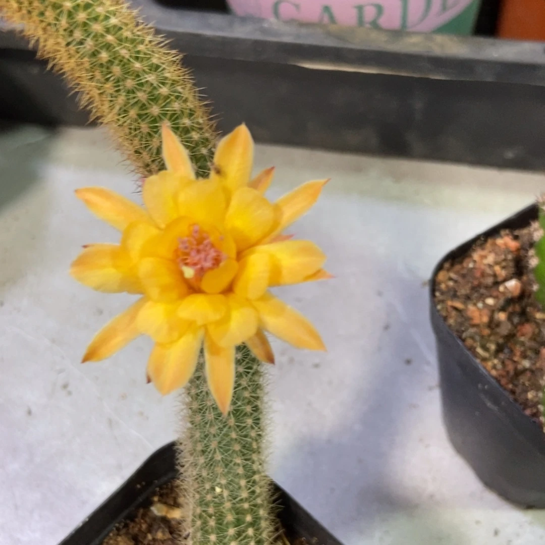 仙人球玛丽珍自根一个15