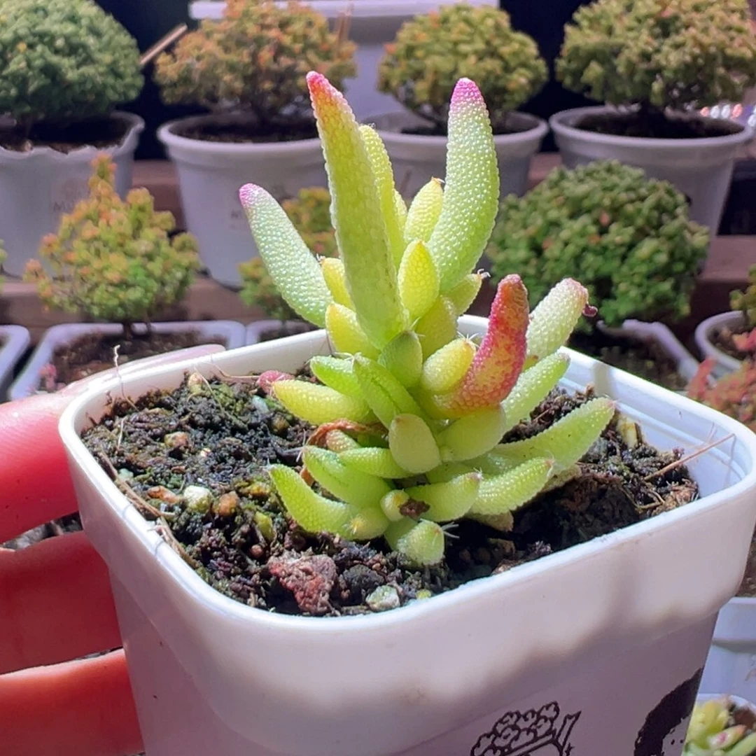 276玉米锦一物一拍带盆土发货