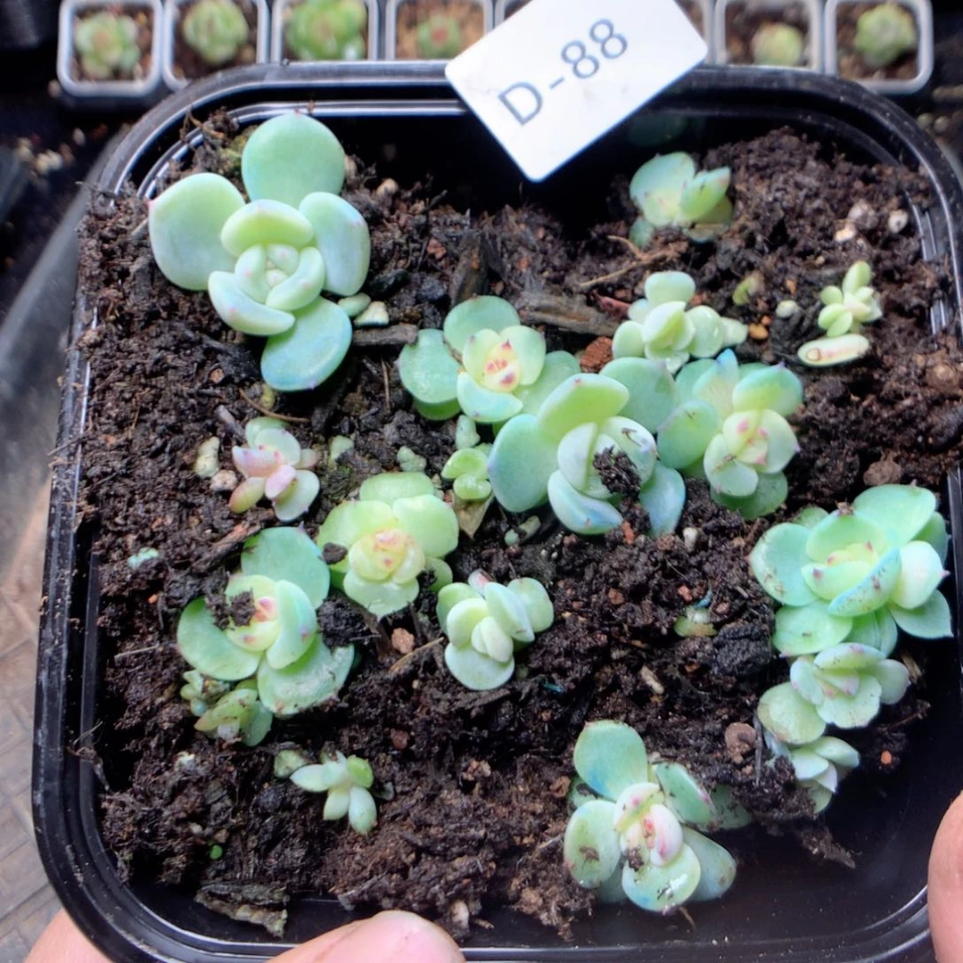 无花朵D88绿菩提yyyyyy