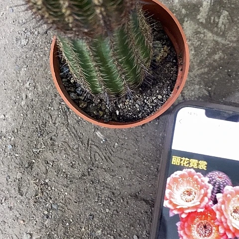 尼桑丽花，高7-12公分左右