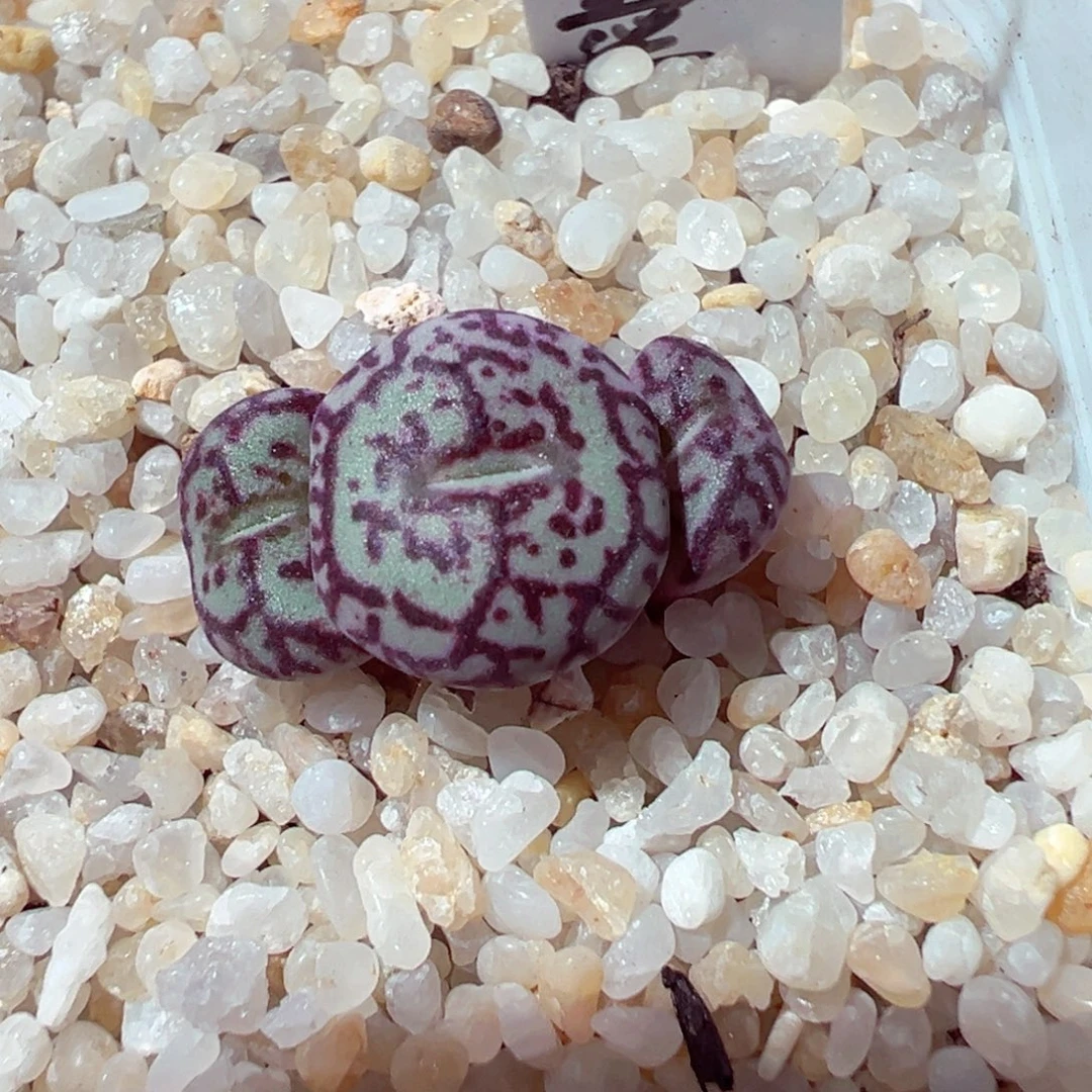 926-1018多肉多肉猴x墨