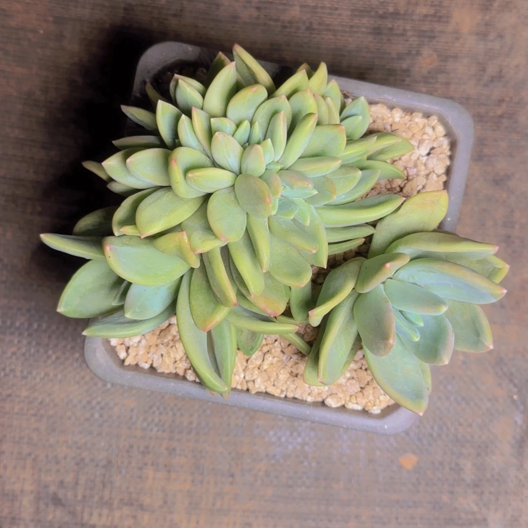 淡***漫漫漫寄养1111111111111