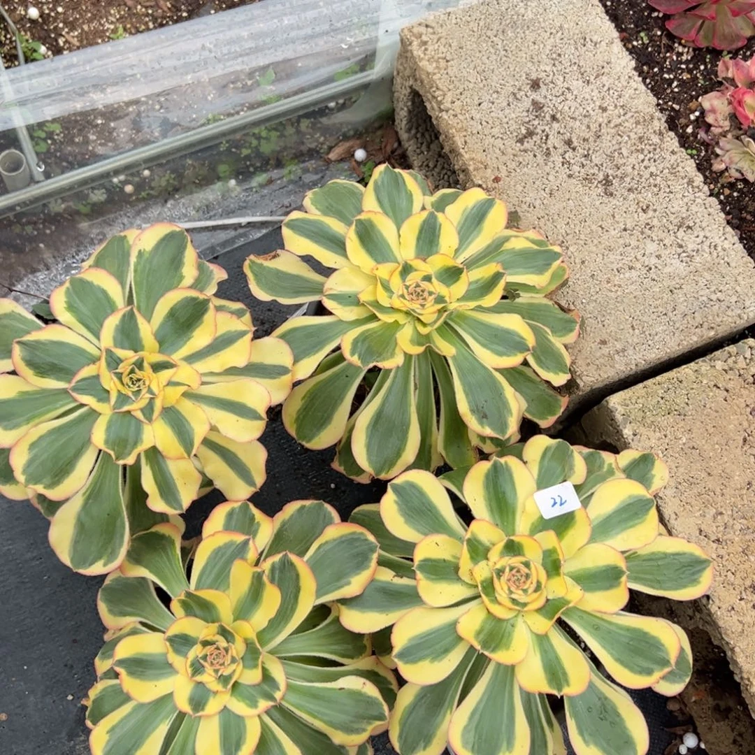 22王妃一颗20多肉椅子