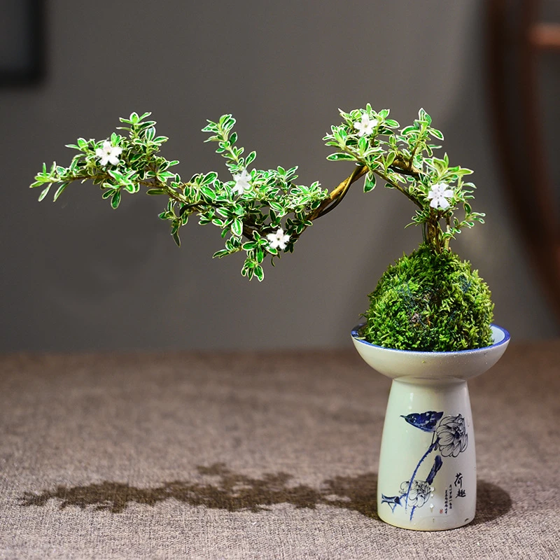 苔玉六月雪盆栽室内客厅绿植花卉观赏中式盆景观赏桌面植物摆件
