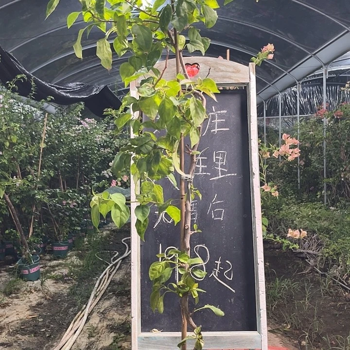 无花朵三角梅三角梅1215
