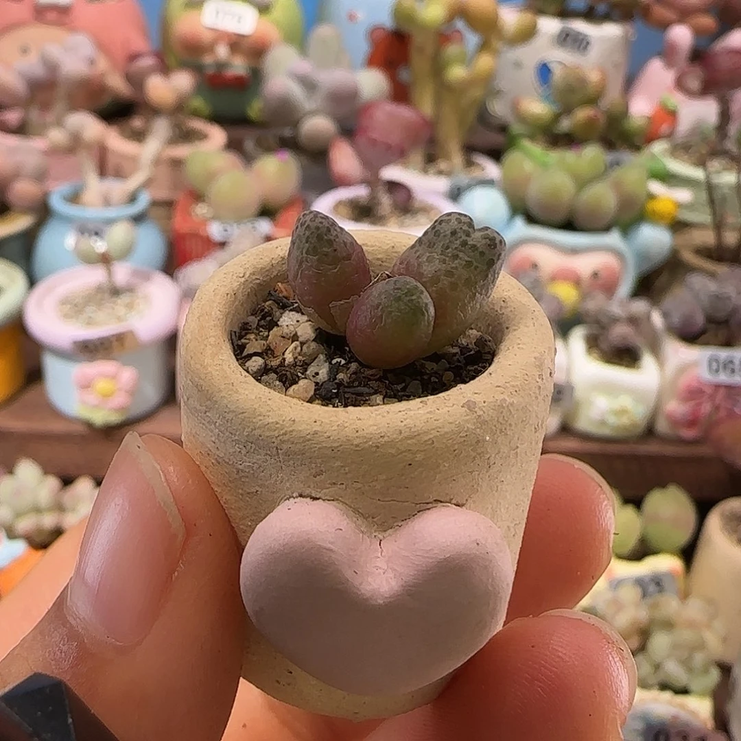 T草莓斑马盆口2cm