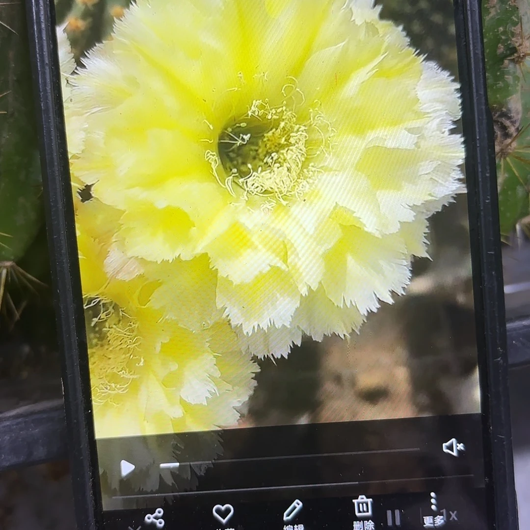 梨花落彩侧牙20包邮18