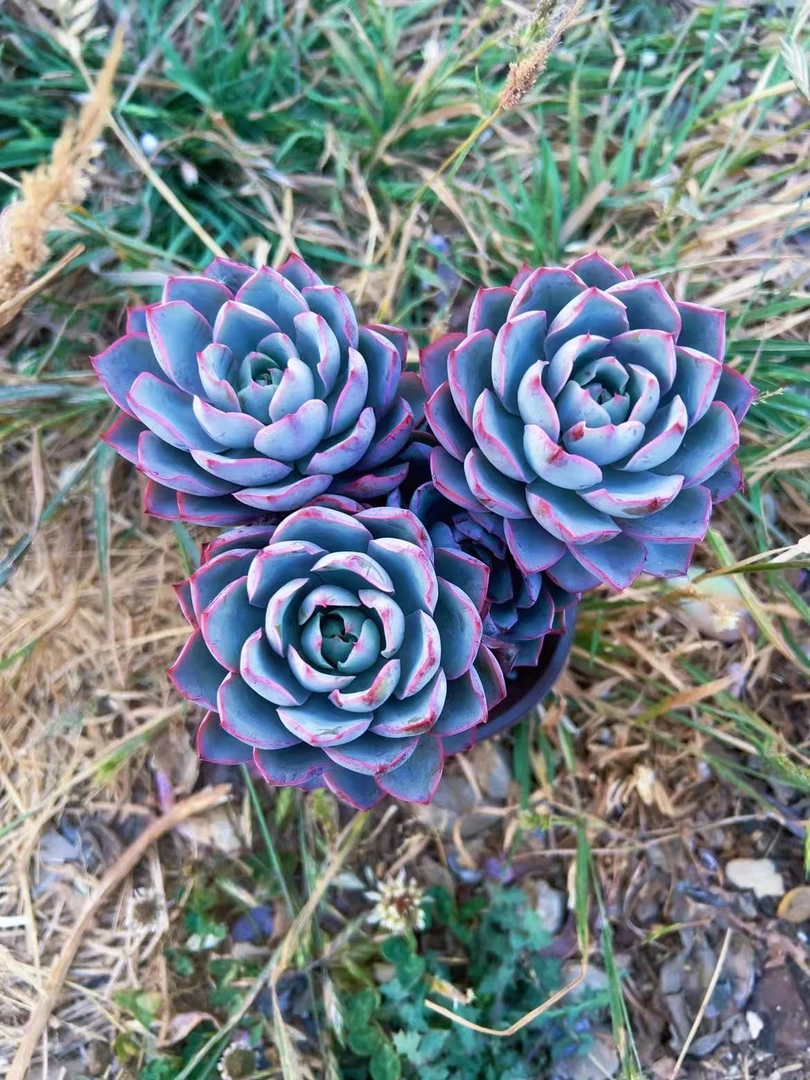 老桩赫拉（脱土发没有种植盆）