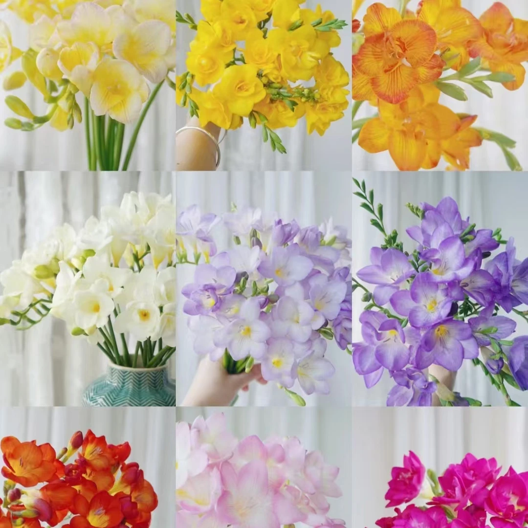 【香雪兰】香雪兰3把3个不同色 插瓶 客厅摆件