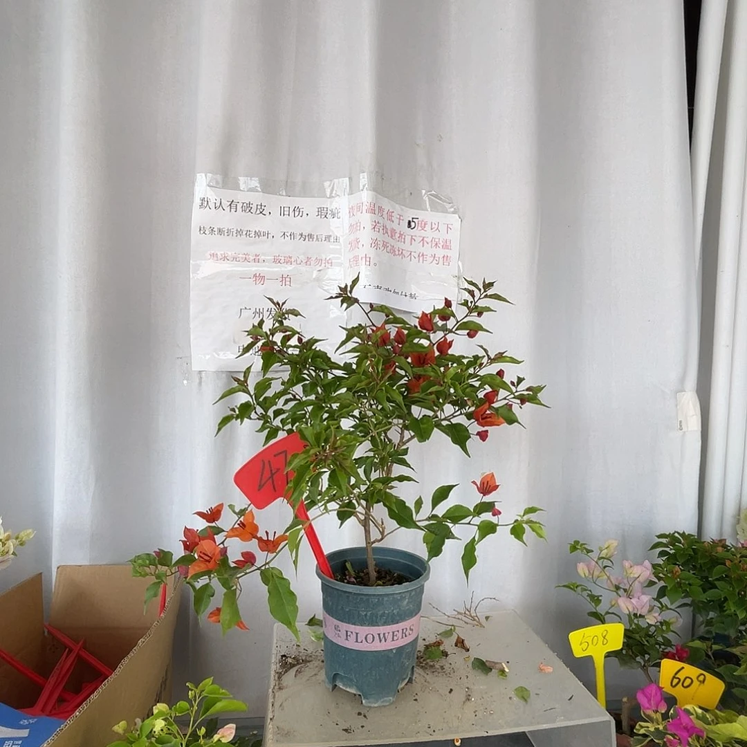 当前无花栽培后可以开花47热火桑巴盆苗