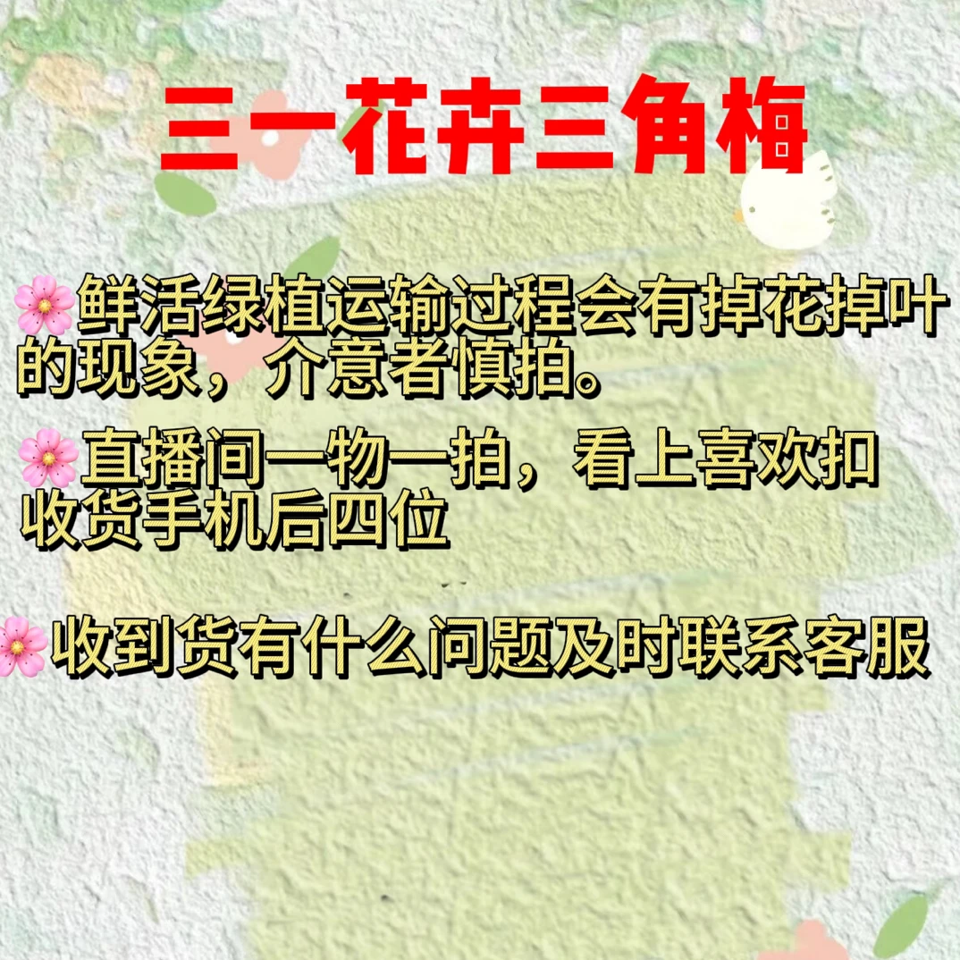 精品老桩三角梅一物一拍