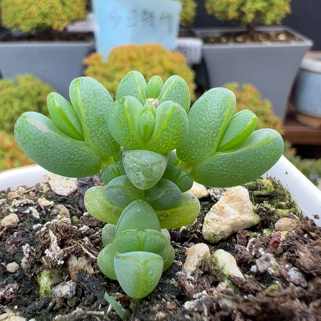 dy5530小可爱元宝冠幅3cm