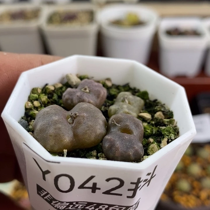 多肉一物一拍042号