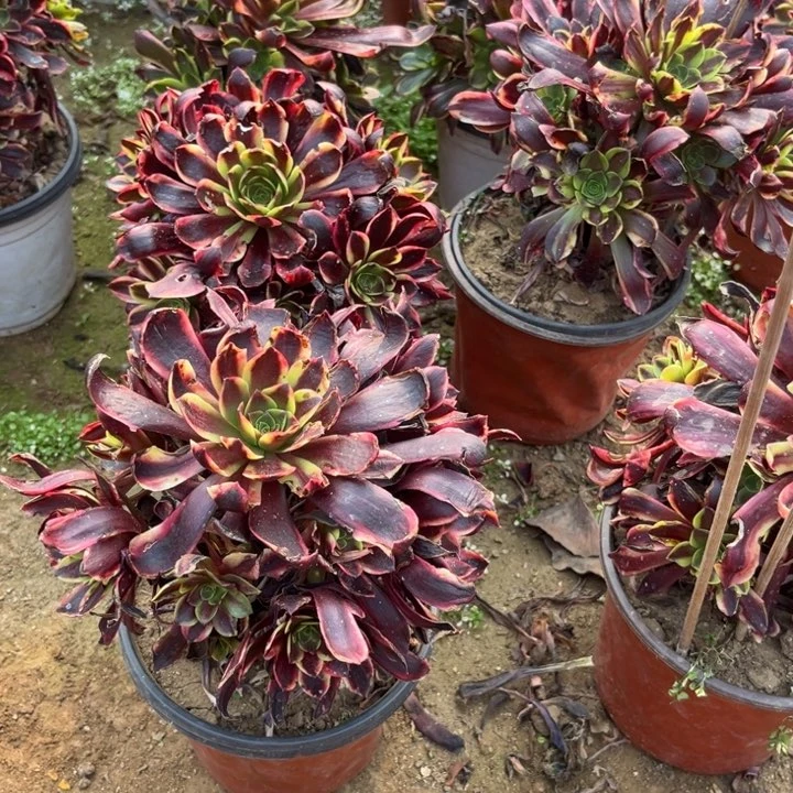 欧嘉莉亮牌8一个多肉植物