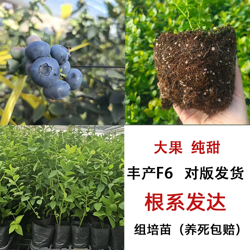 #A【丰产F6】蓝莓苗 大果脆甜  南北方 室内外小院种植适合