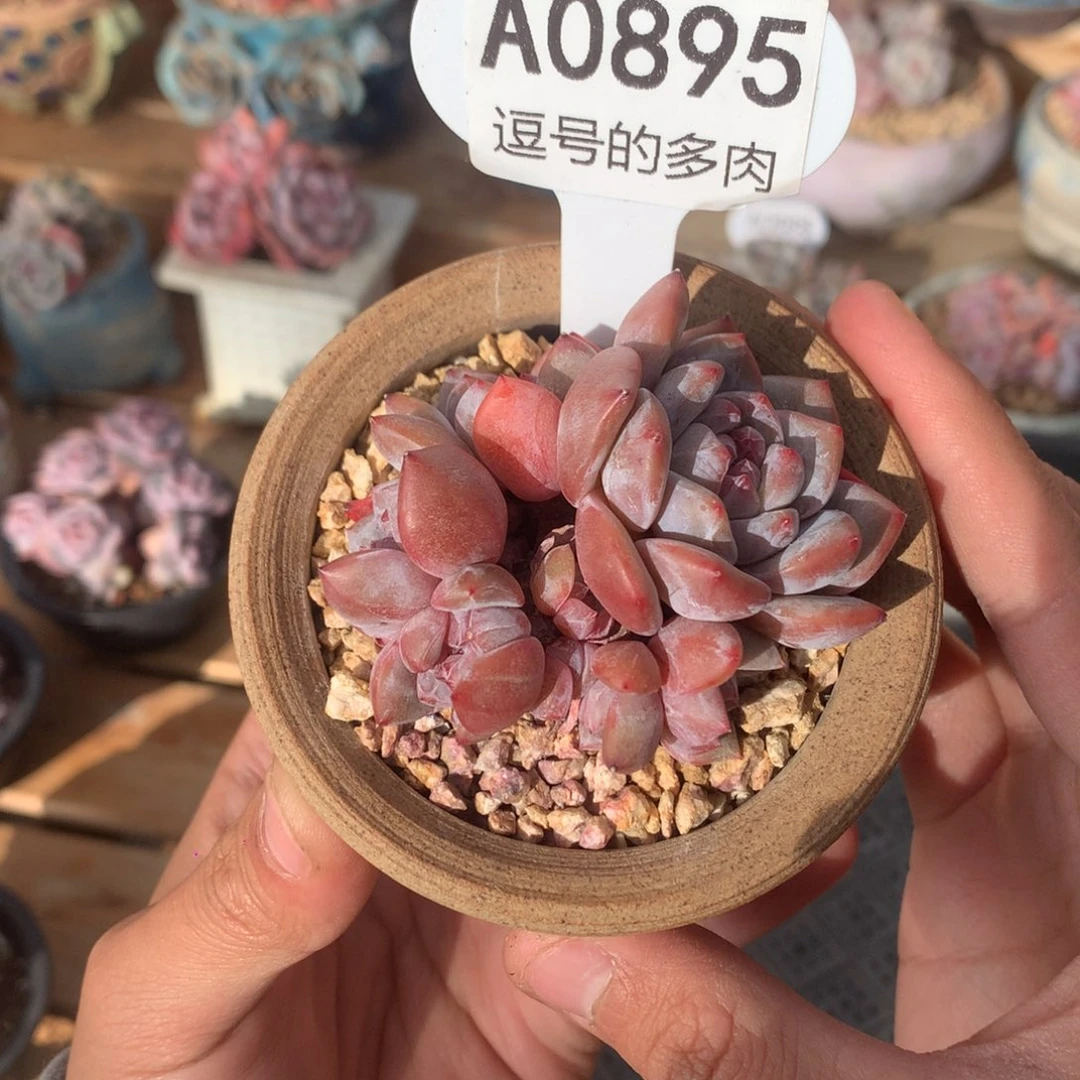 A0895 星影小群 迷你号 有砍 7cm