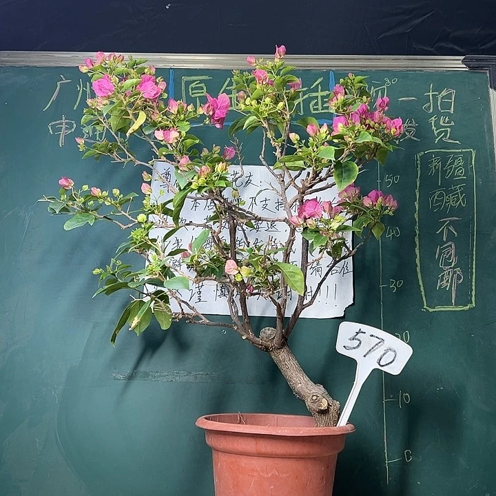 完全开放高65CM 绿叶宫粉 原生树头570