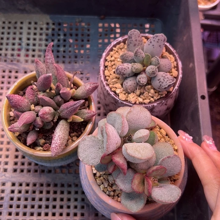 欧***阳          吉祥如意。