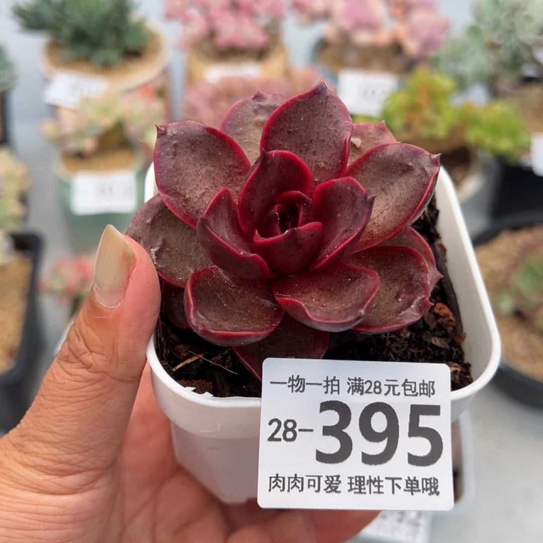 红灯多肉多肉多肉多肉