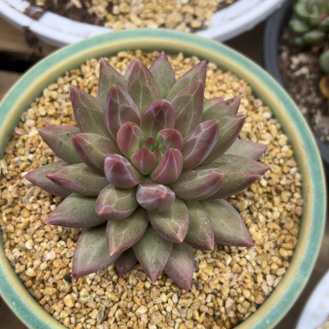 虞美人 羽毛纹 夏鸣园艺