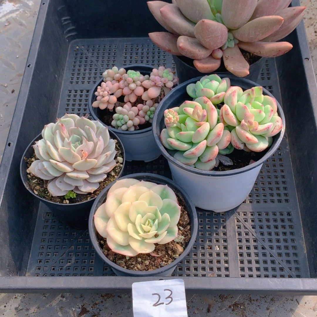 框拍福利品多肉23