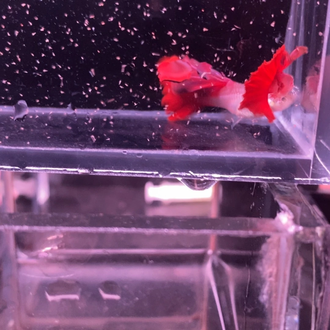 孔雀鱼精品野红一对