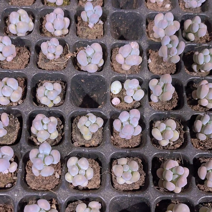 精品汤圆多肉植物