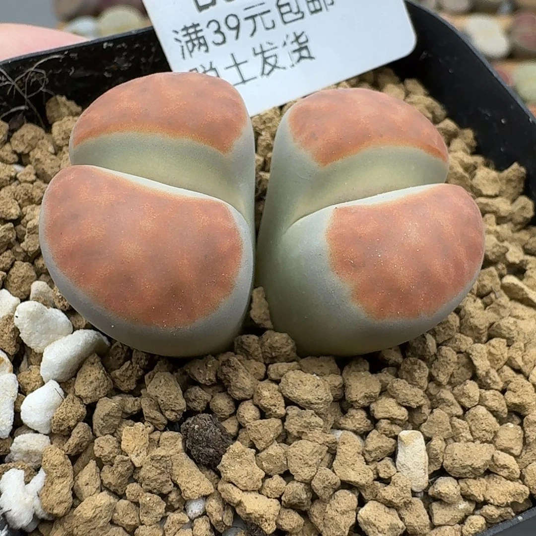 5多肉哈哈哈哈哈哈哈