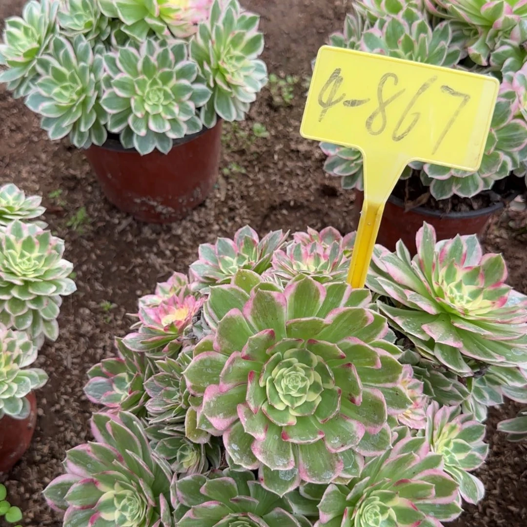 4-867-++海王多肉植物