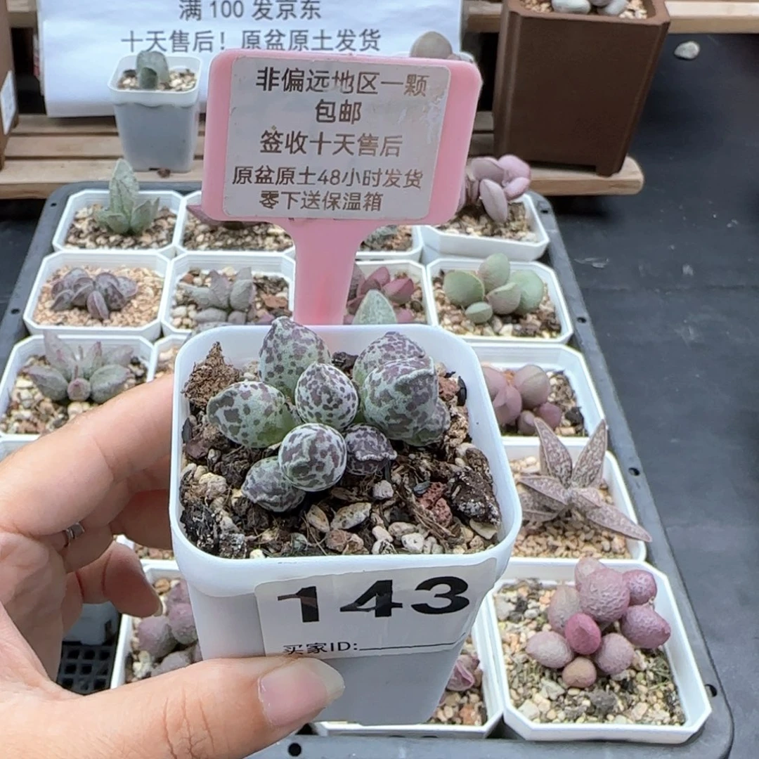 143达摩海报多肉植物