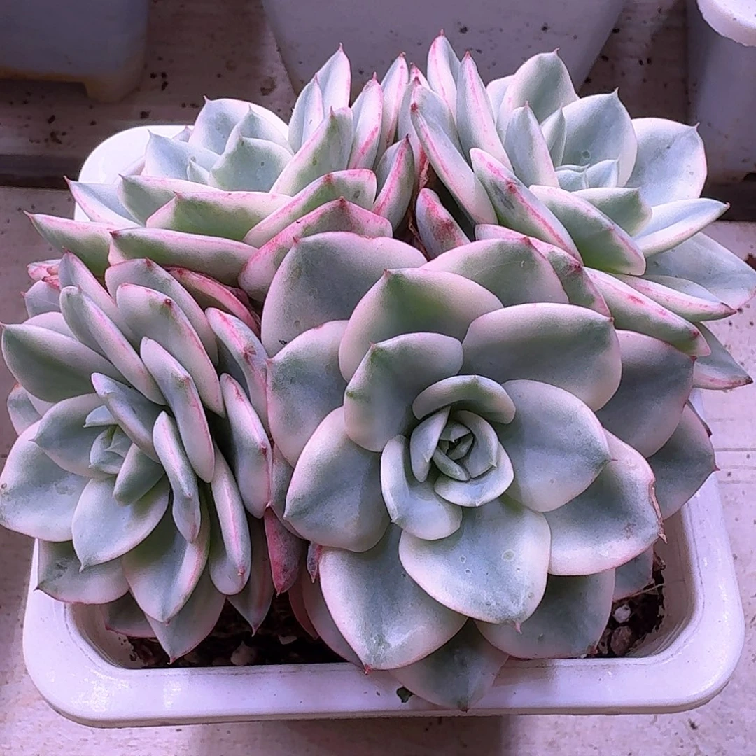 草莓蛋糕锦四头群