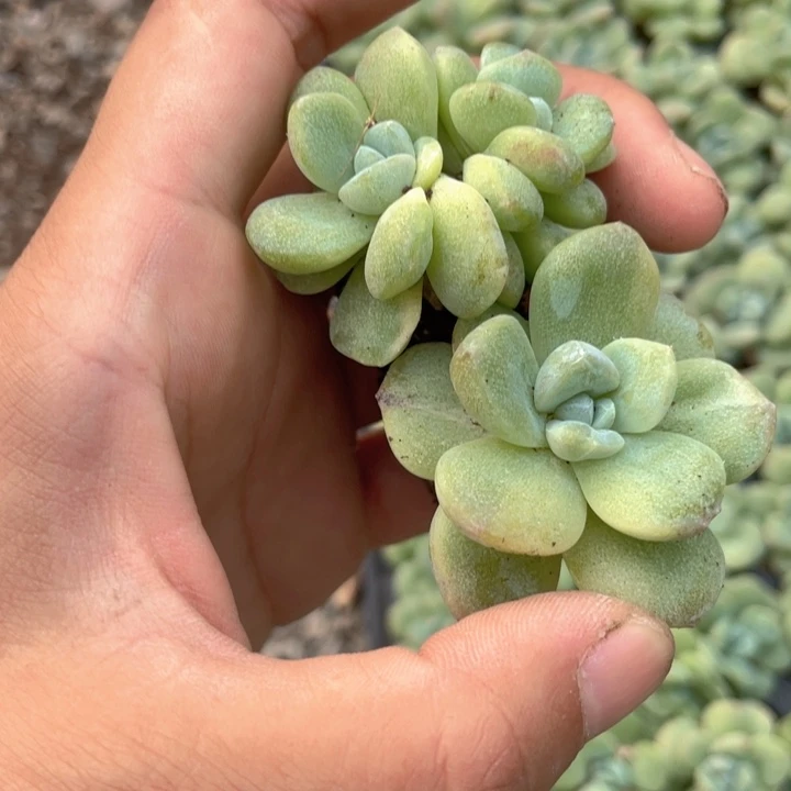 用***9一物一拍冰玉石化锦
