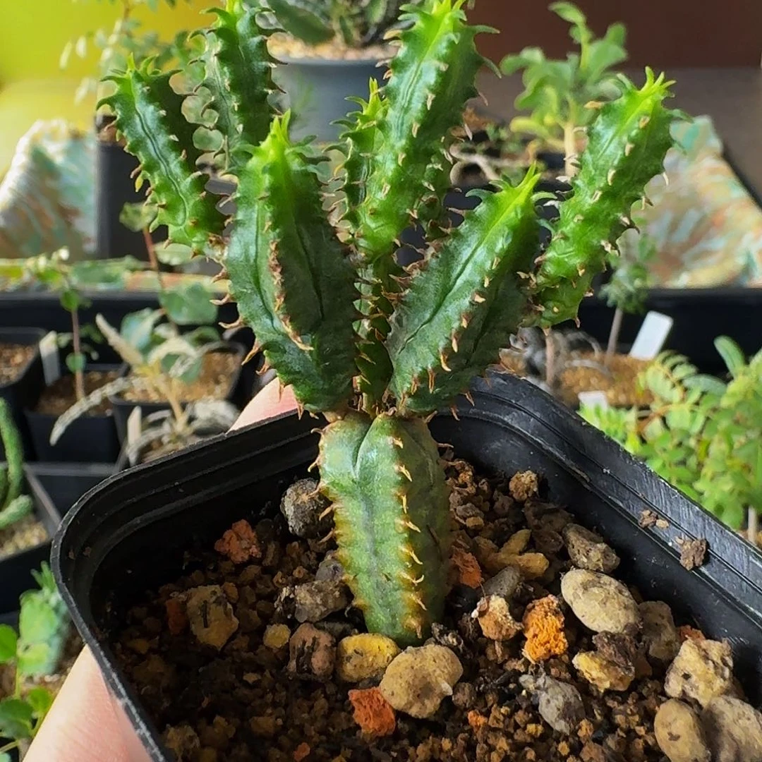 实生蛇神玉带盆土包邮干透浇透