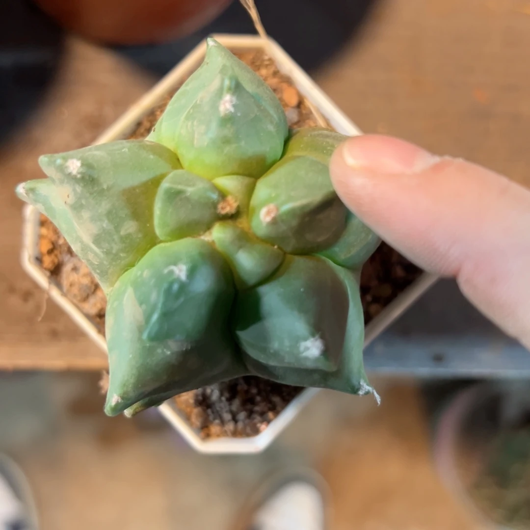 徳***天哈哈哈哈哈哈哈哈哈哈