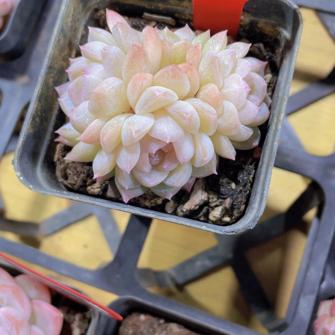 1459号 冰透白桃汽水四头