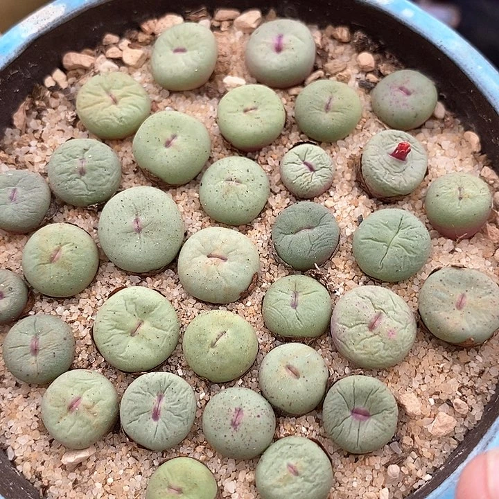 30529编号小红嘴一颗   发样本