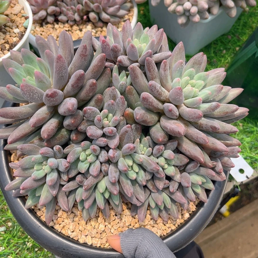 红蜻蜓8888888888888