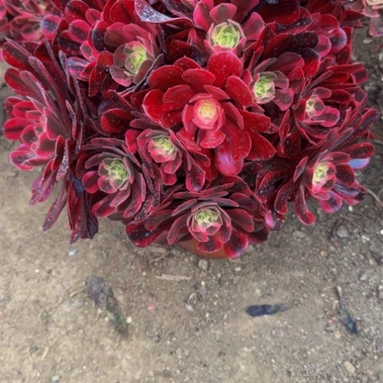 凤冠18.99加急发明天早上