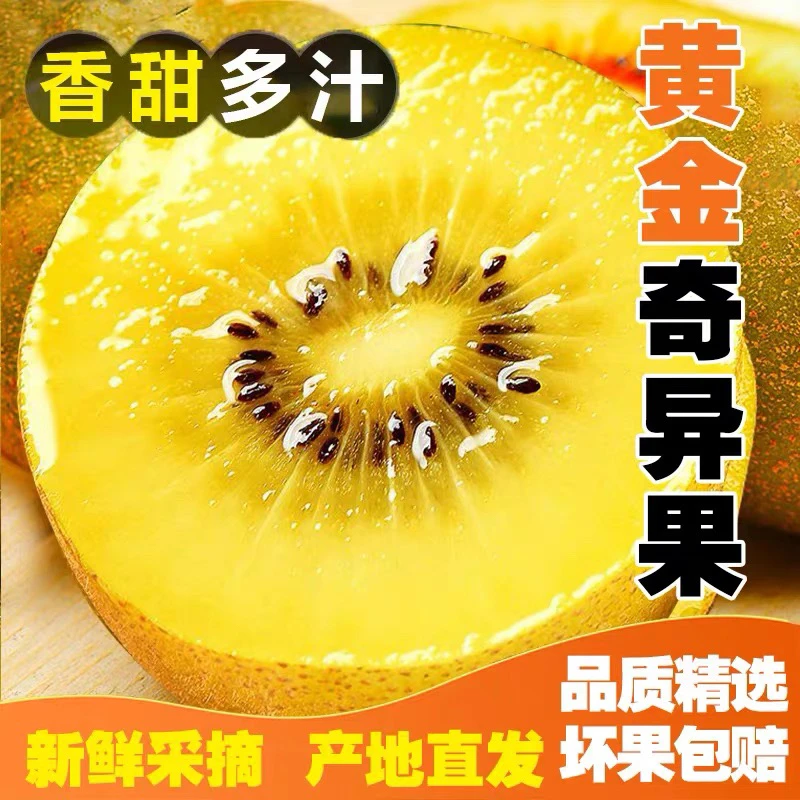 【放软吃】云南黄心猕猴桃黄金奇异果当季新鲜黄心猕猴桃软糯香甜