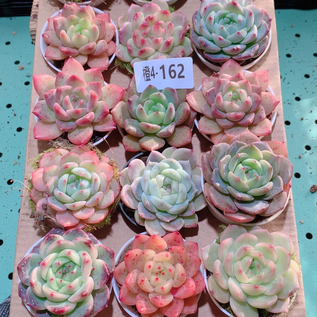 4-162一物一拍多肉带盆18颗