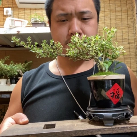 红陶一物一拍所见即所得305