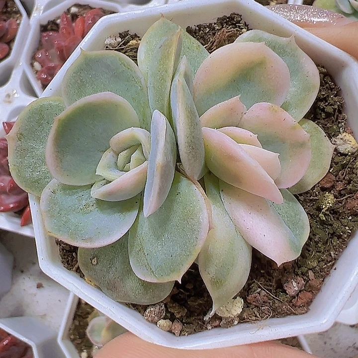 蓝色惊喜锦双头19包邮